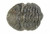 Long Curled Morocops Trilobite - Morocco #252775-1